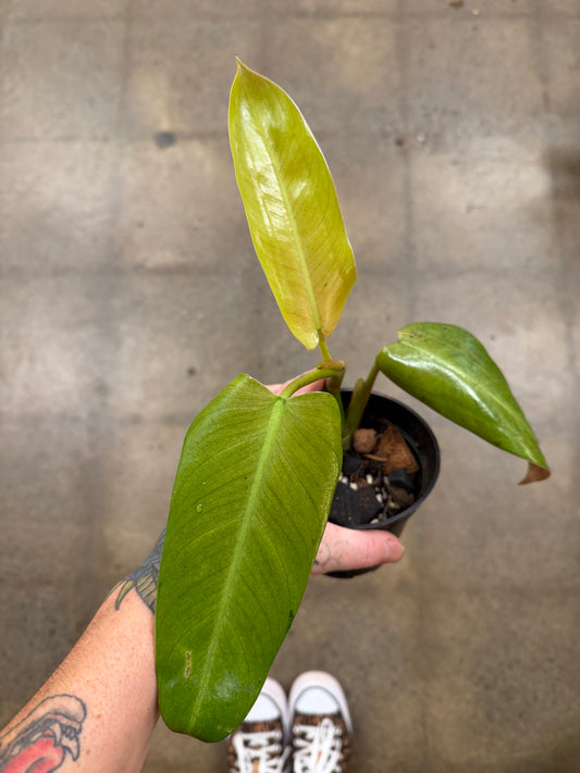 Philodendron Whipple Way