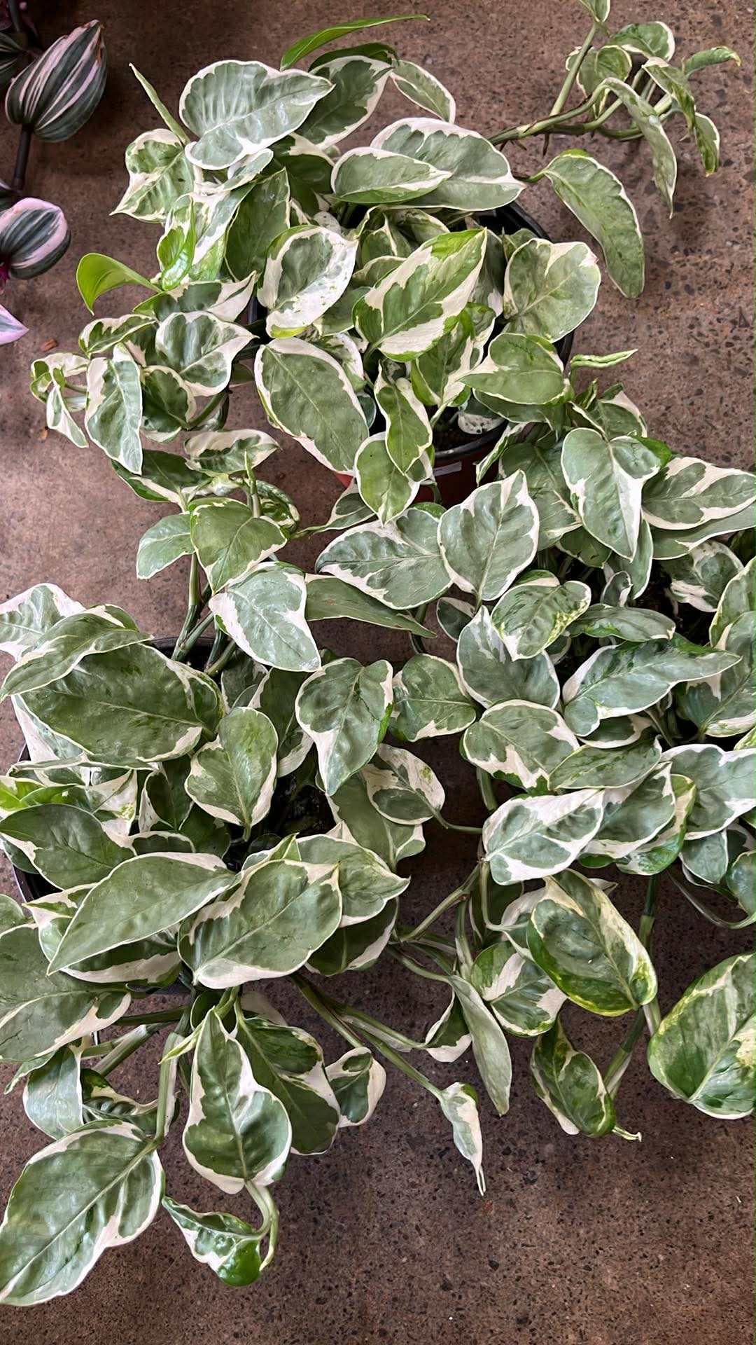 Pothos Glacier