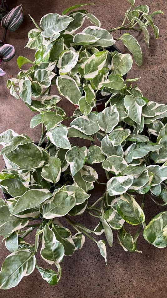 Pothos Glacier