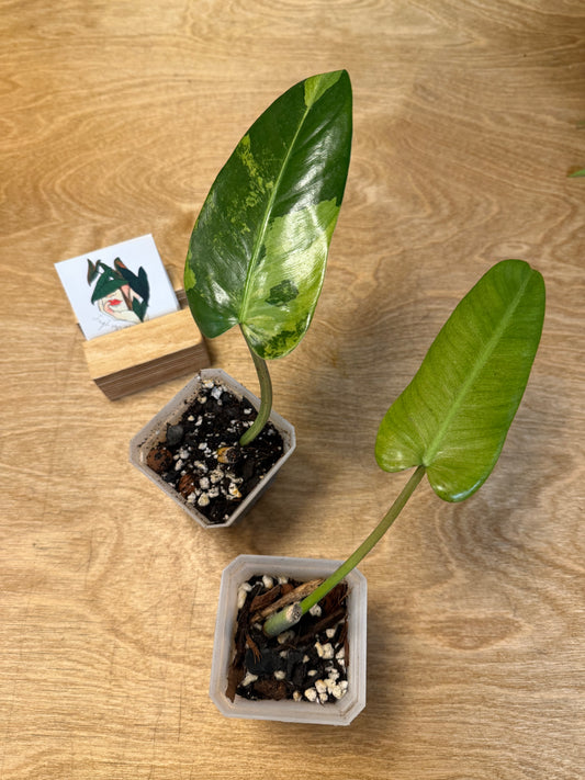 Philodendron Whipple Way