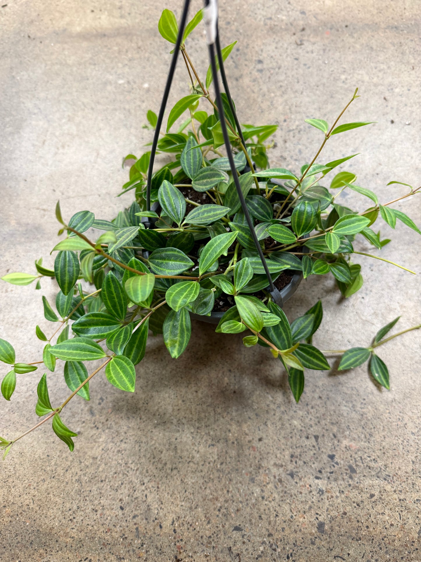 Peperomia Angulata