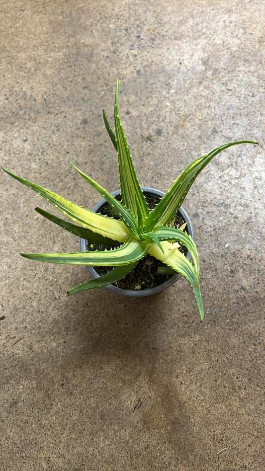 Aloe Solar Flare