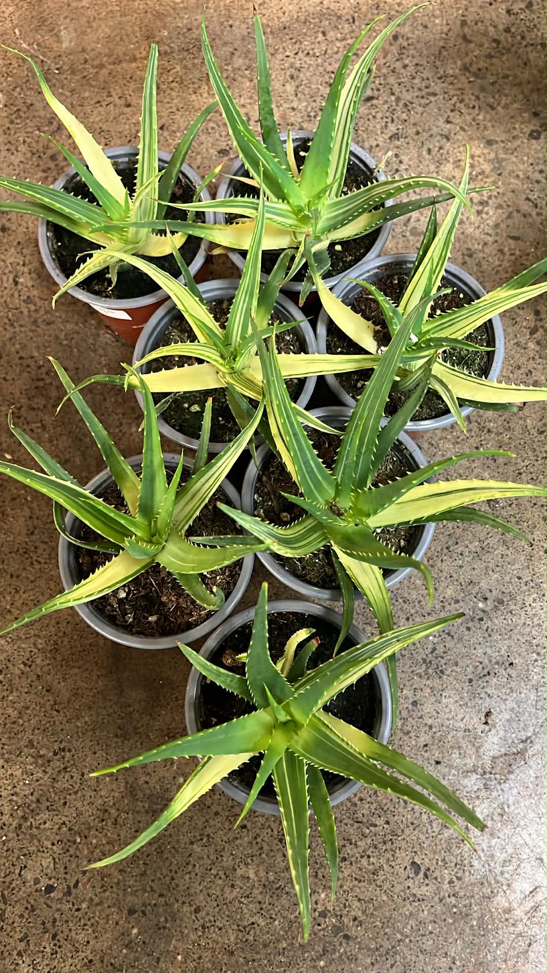 Aloe Solar Flare