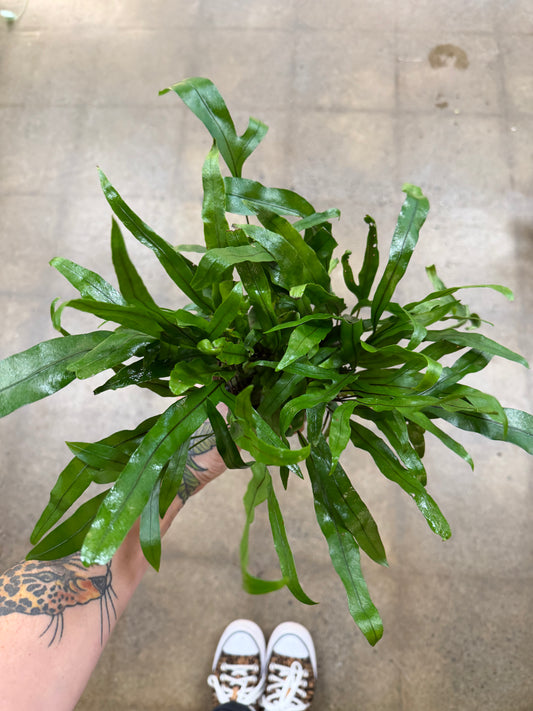 Fern Kangourou