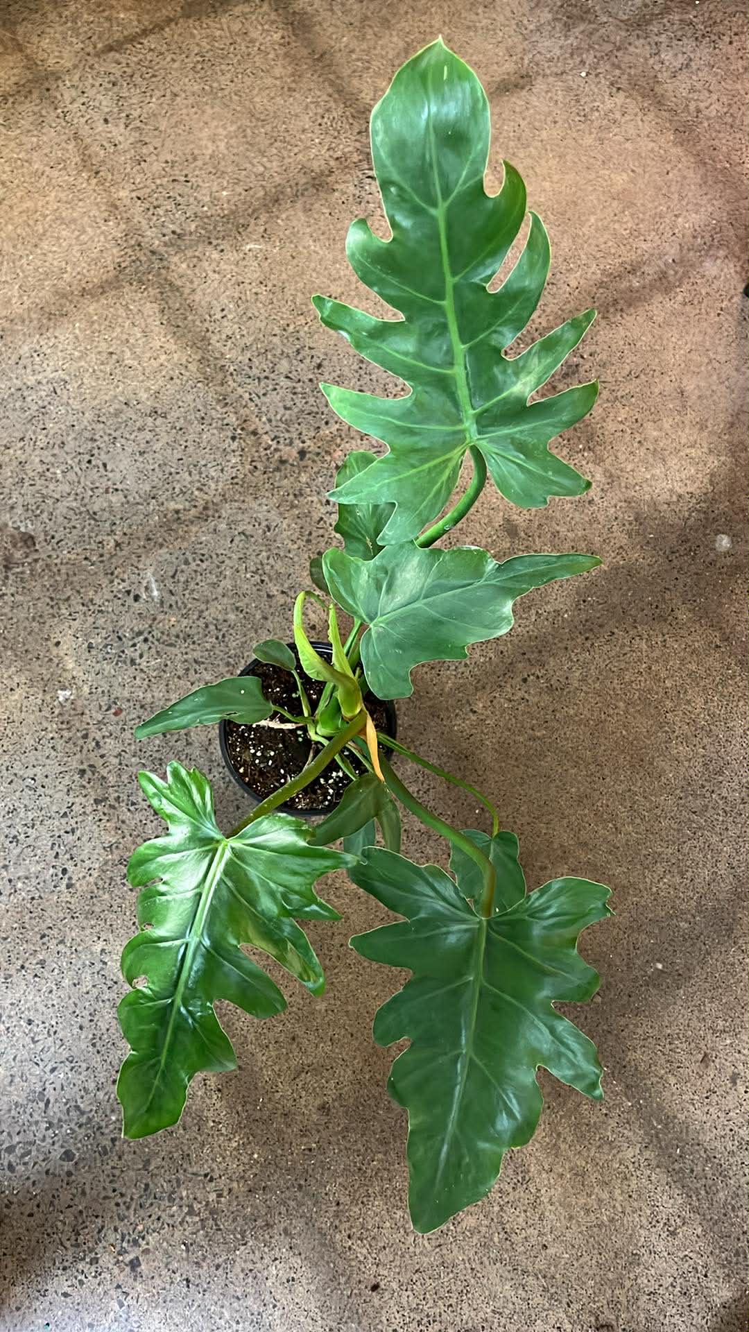 Philodendron Melinonii Ghost