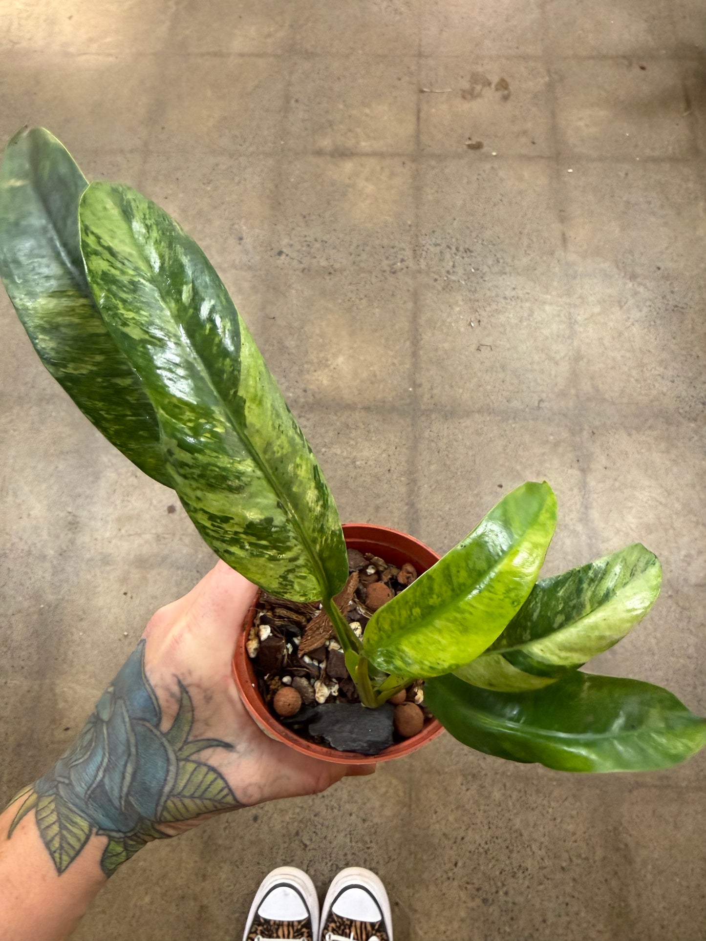 Epipremnum Giganteum Aurea