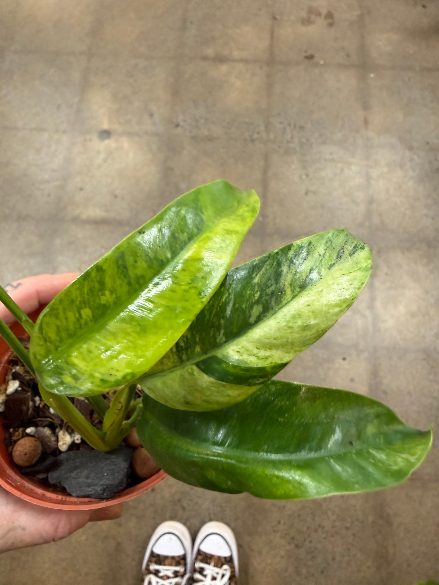 Epipremnum Giganteum Aurea
