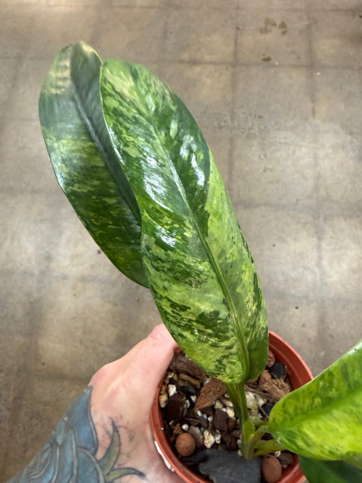Epipremnum Giganteum Aurea