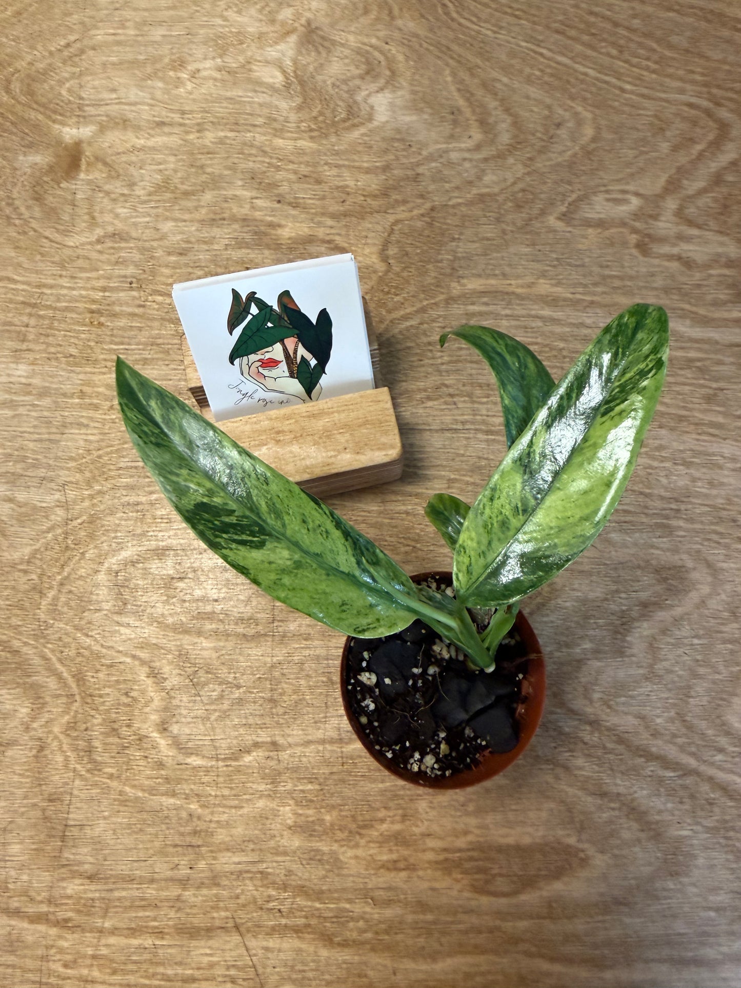 Epipremnum Giganteum Aurea