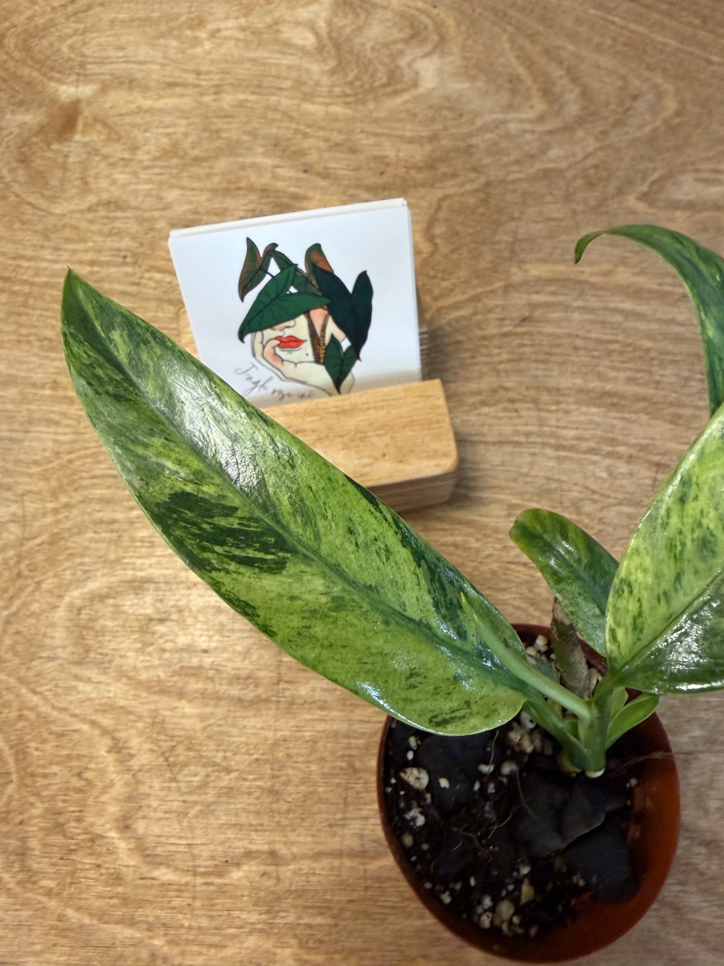 Epipremnum Giganteum Aurea