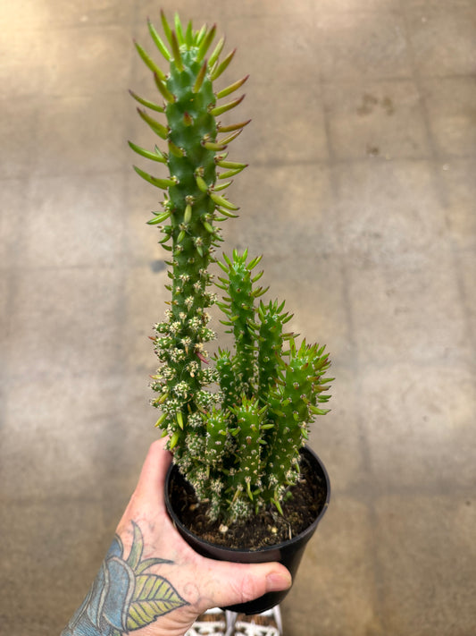 Opuntia Subulata
