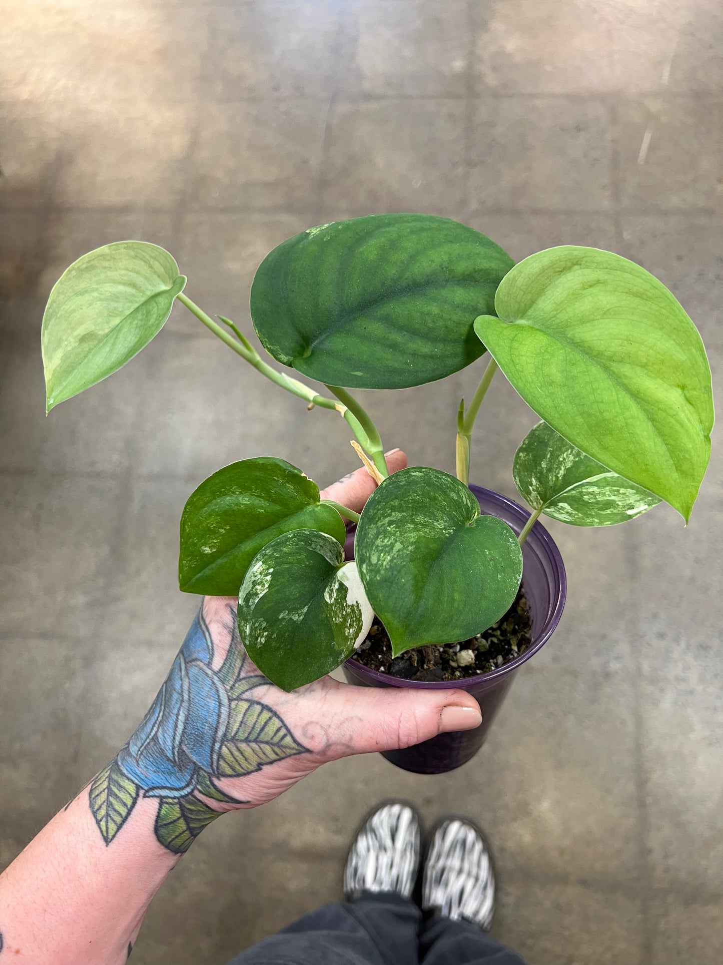 Scindapsus Jade Satin Panaché