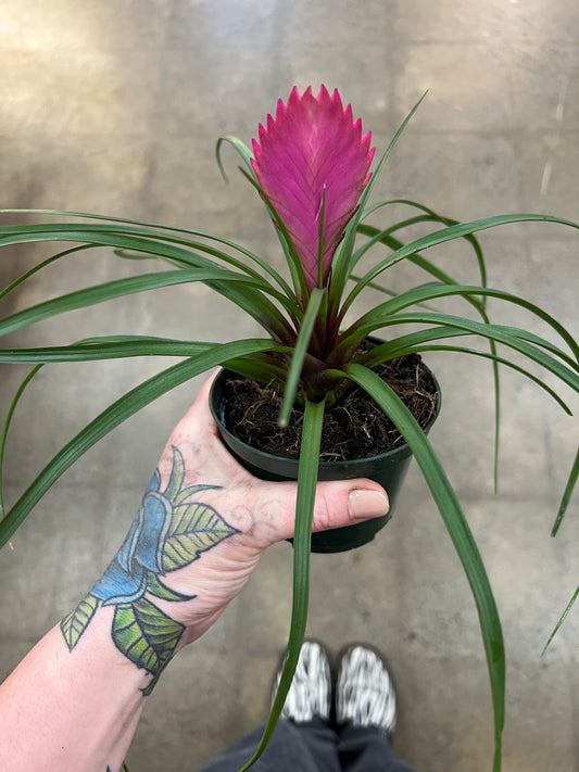 Bromélia Cyanea