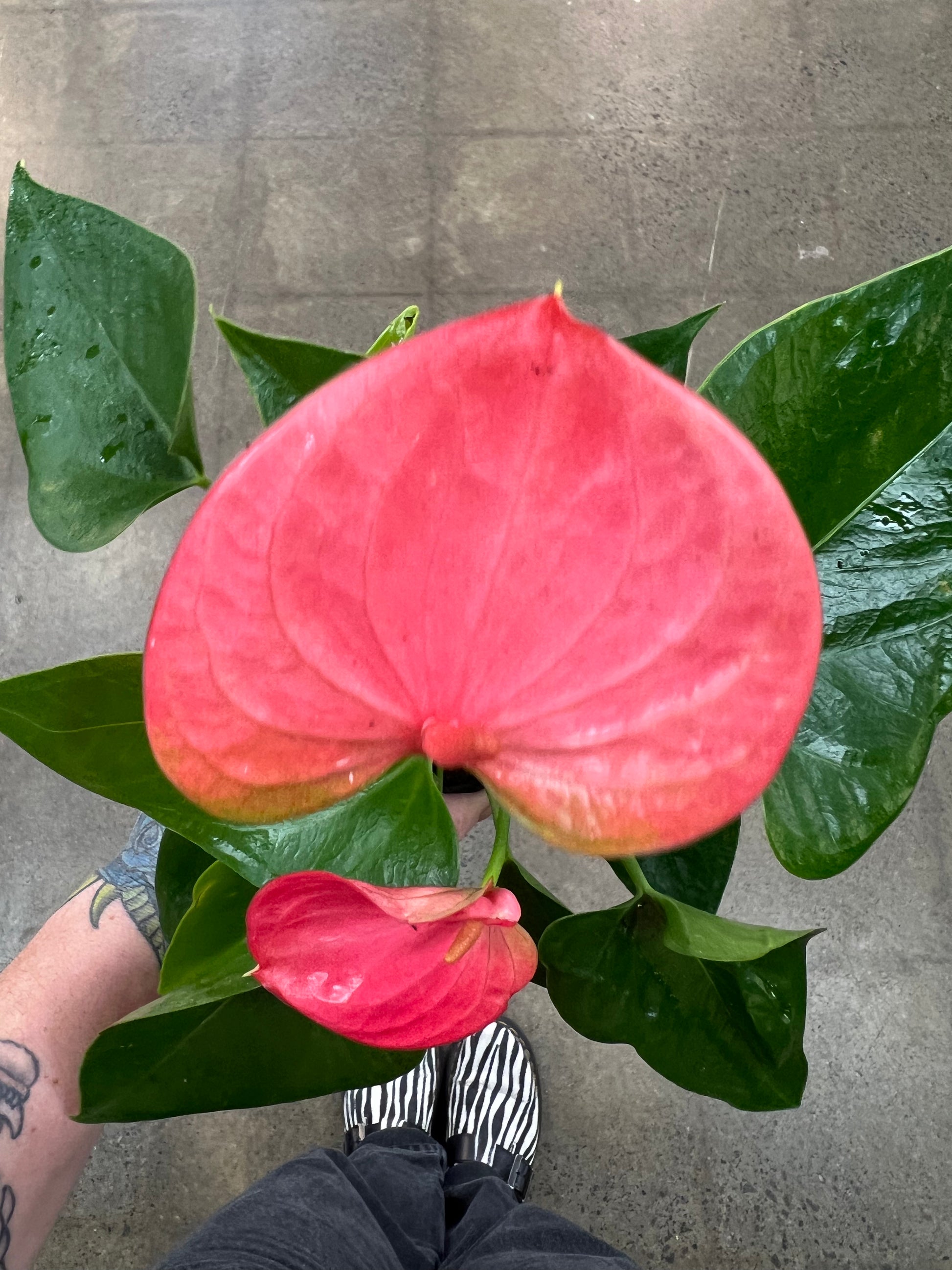 anthurium rouge toxique Anthurium Asst