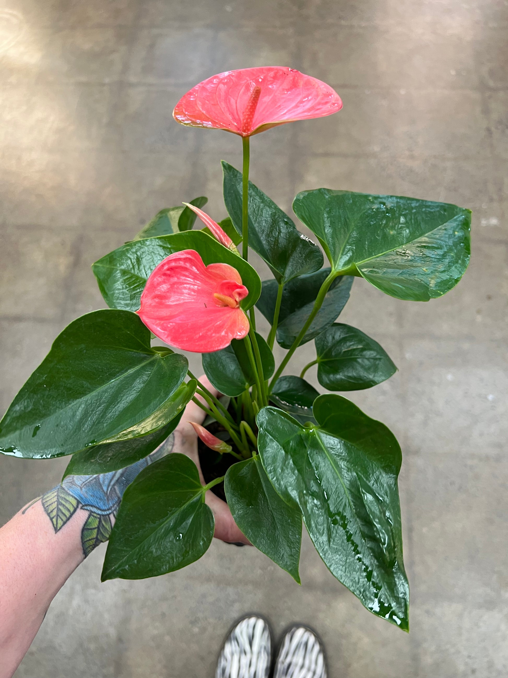 anthurium asst Anthurium Asst