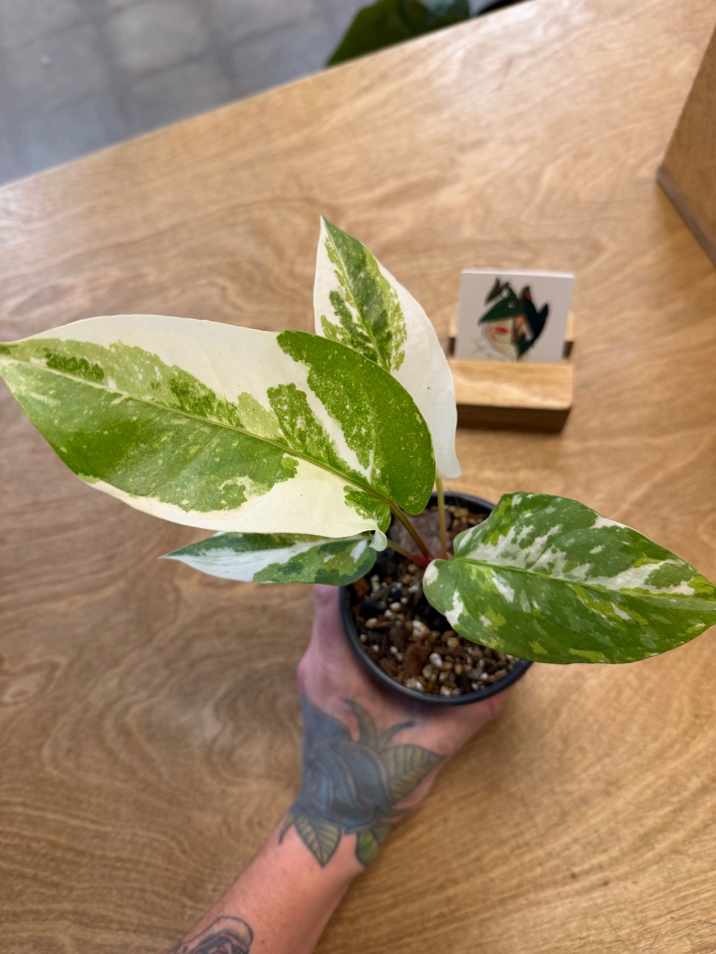 Anthurium hookeri Variegated