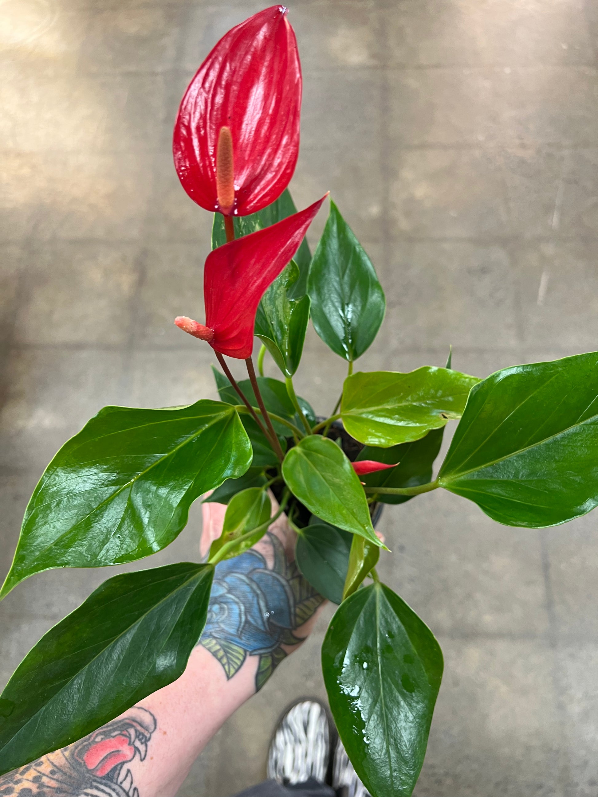 anthurium asst Anthurium Asst