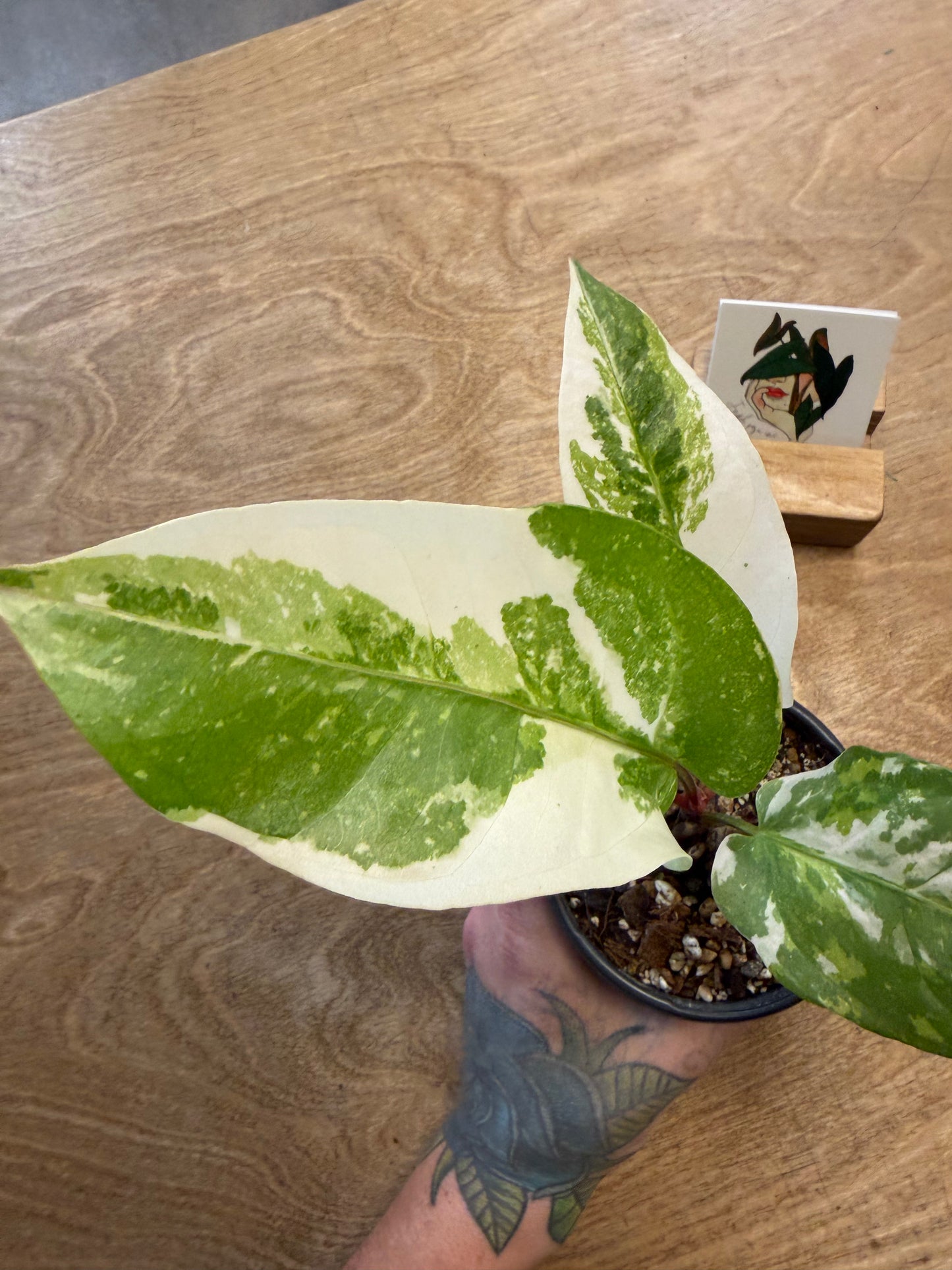 Anthurium hookeri Variegated