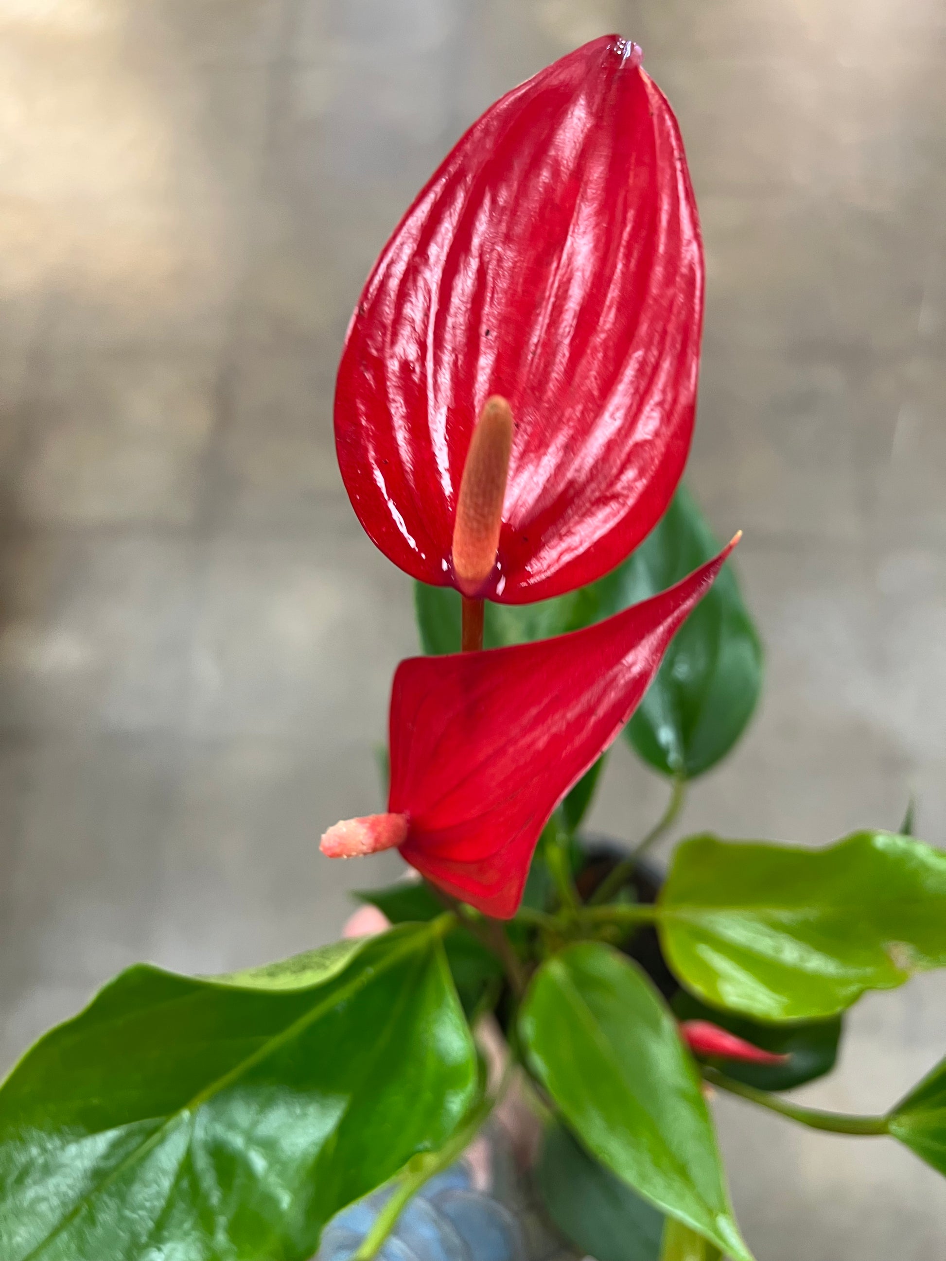 anthurium rouge toxique Anthurium Asst