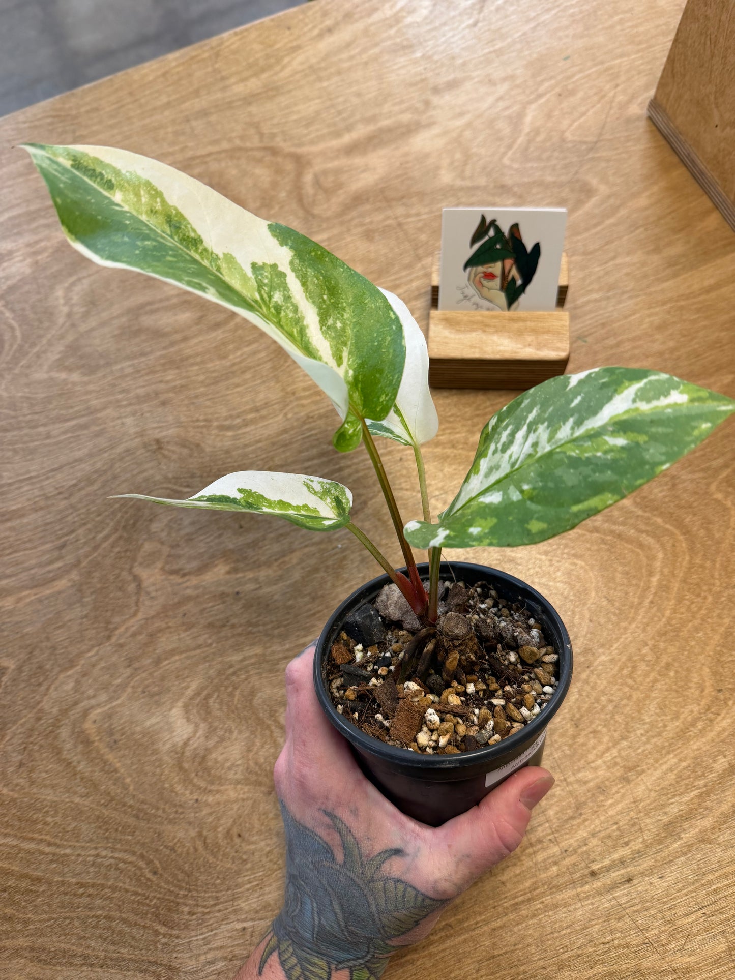 Anthurium hookeri Variegated