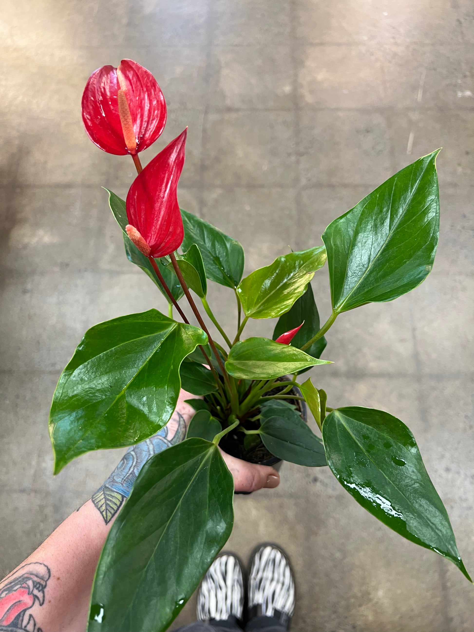 anthurium ne fleurit pas Anthurium Asst