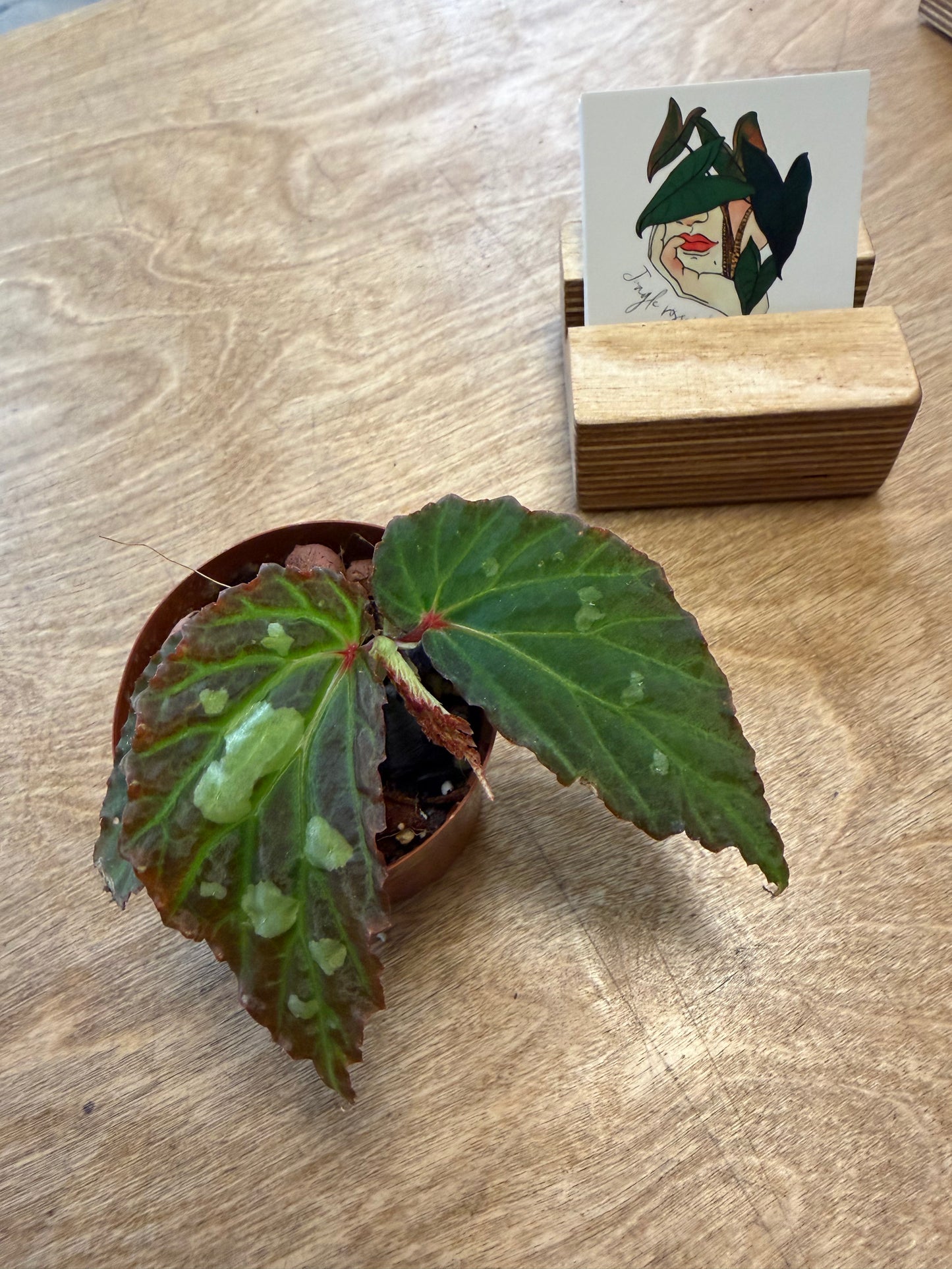 Bégonia sp. Mantuk
