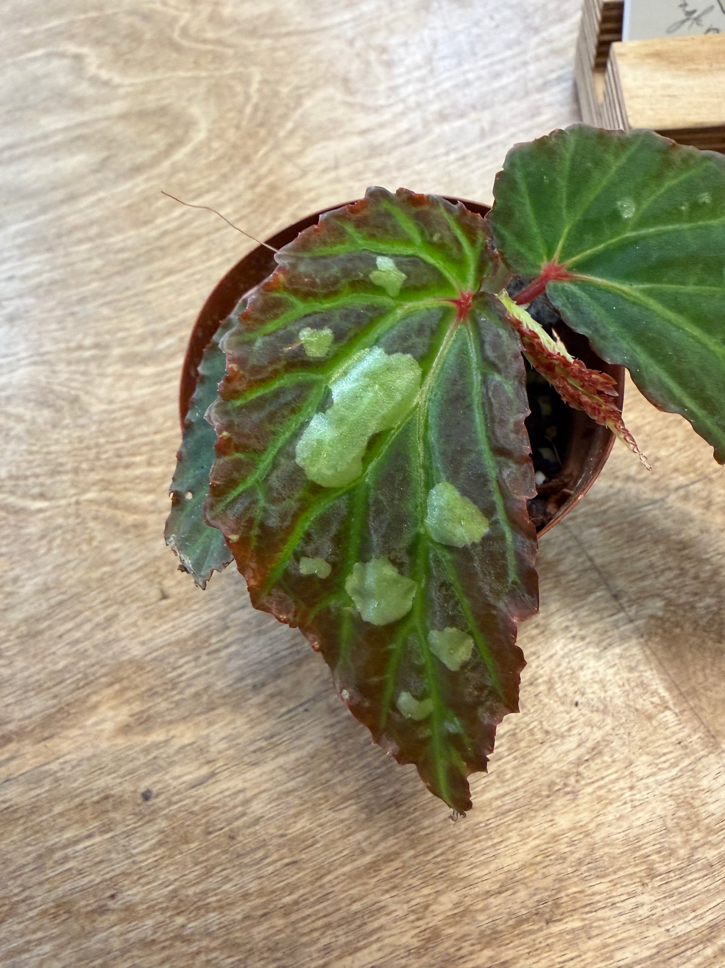Bégonia sp. Mantuk