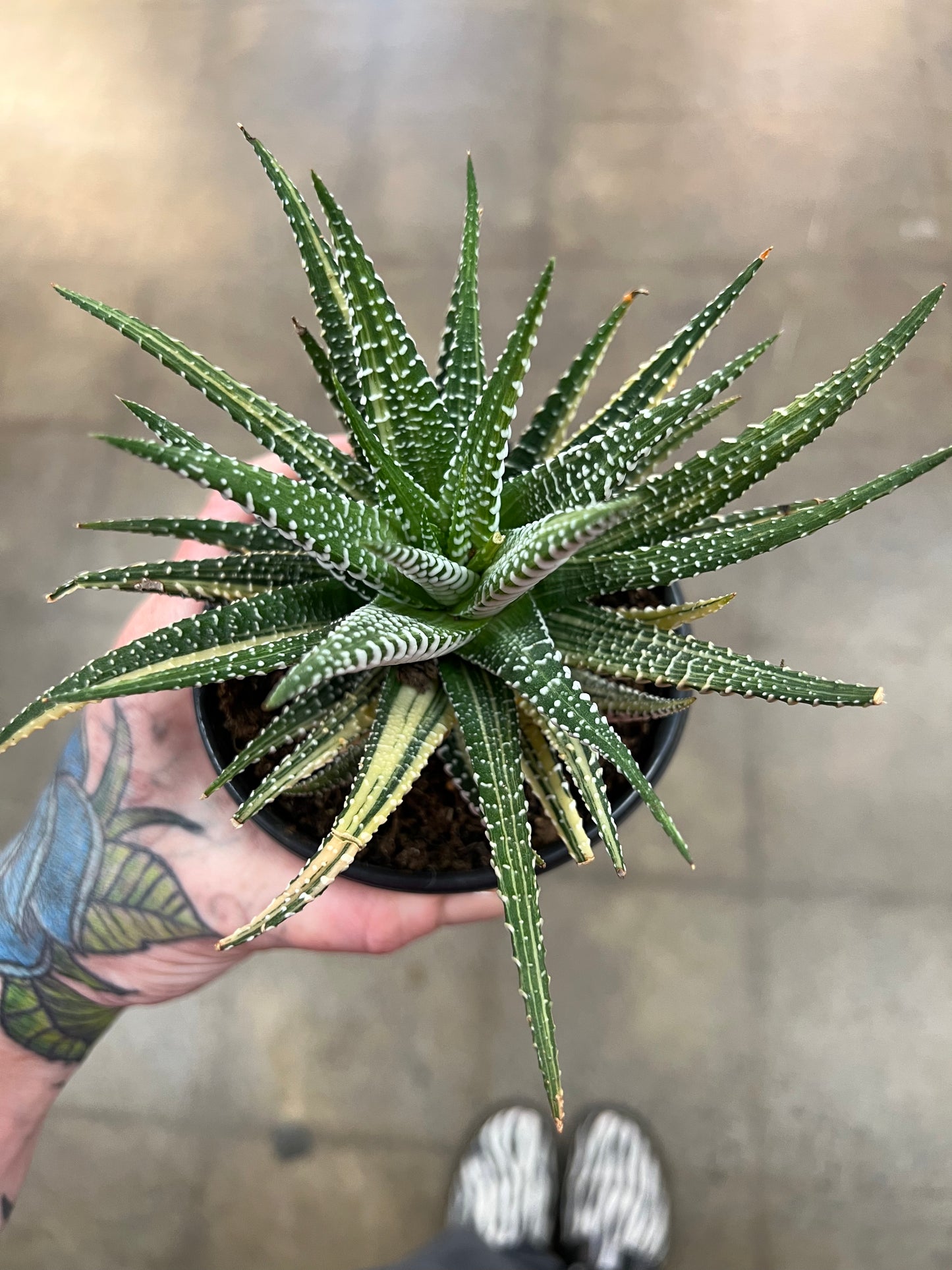 Haworthia Zebra