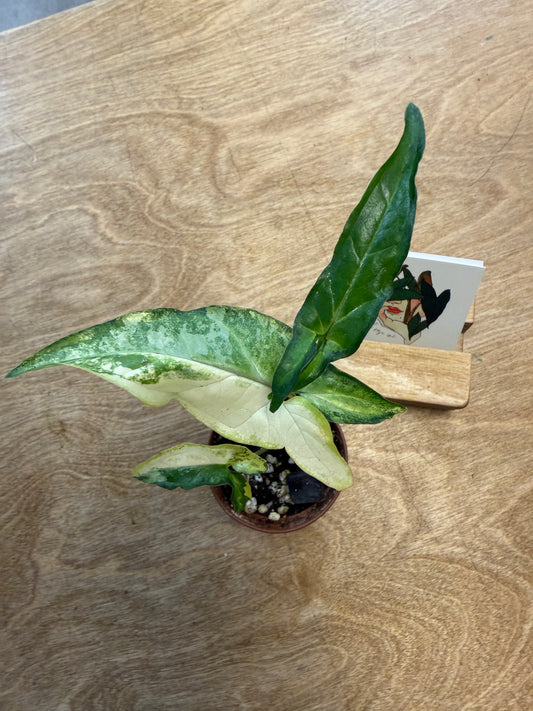 Syngonium Angustatum Variegated