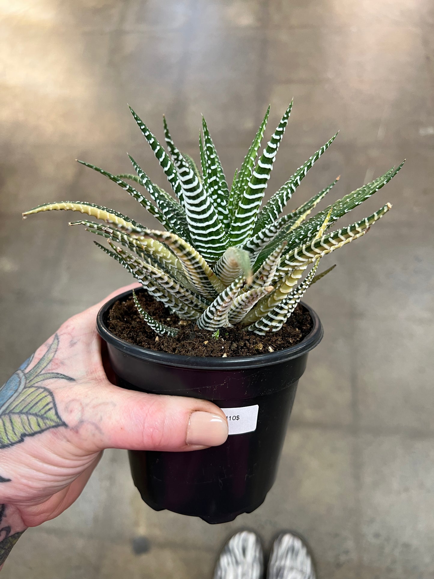 Haworthia Zebra