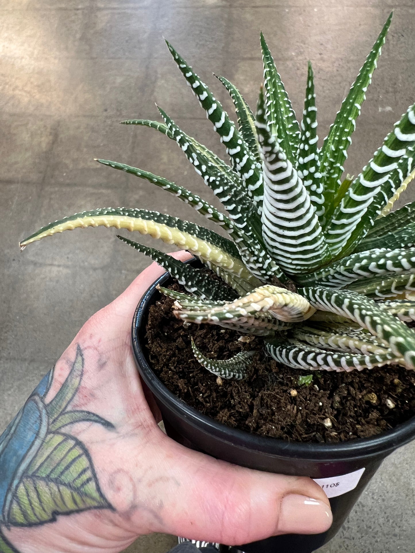 Haworthia Zebra