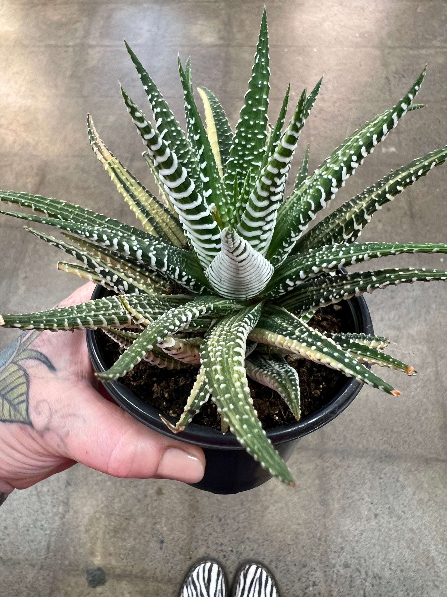 Haworthia Zebra