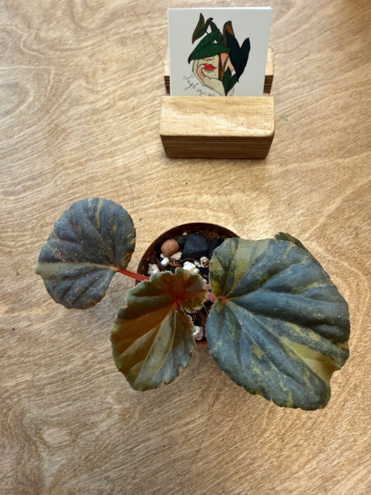 Bégonia Cucullata Aurea Variegated