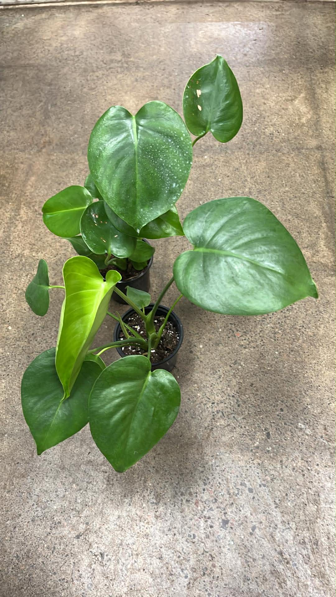 Monstera Deliciosa