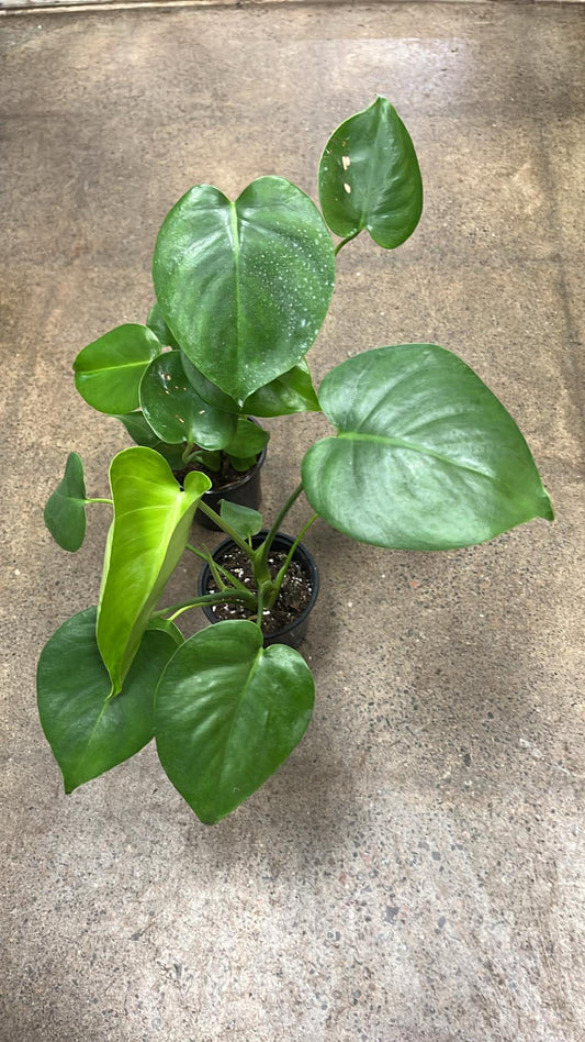 Monstera Deliciosa