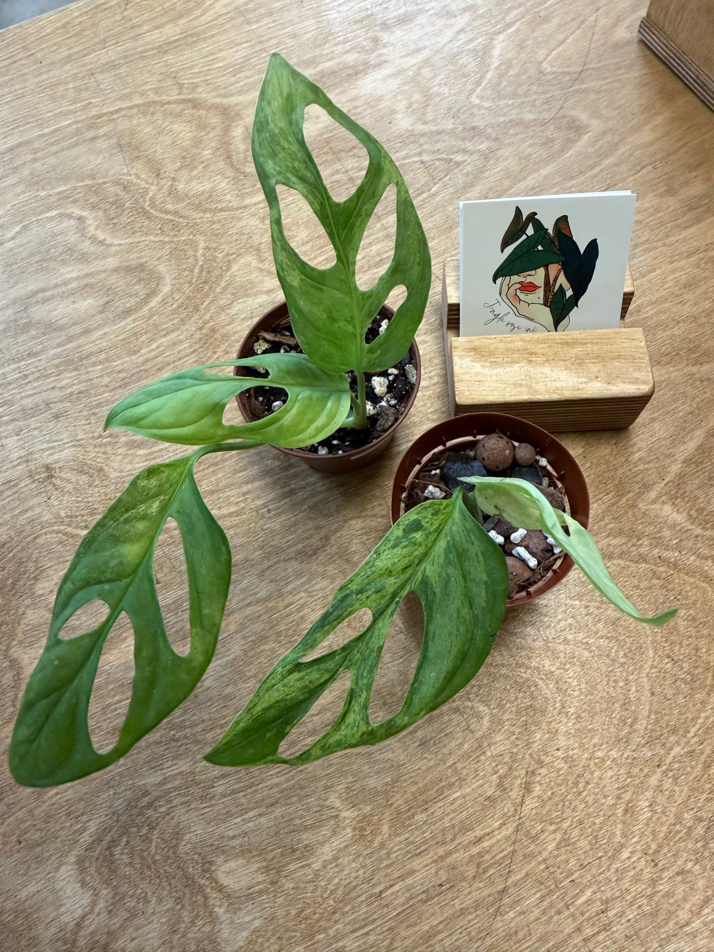 Monstera Adansonii Indo Mint