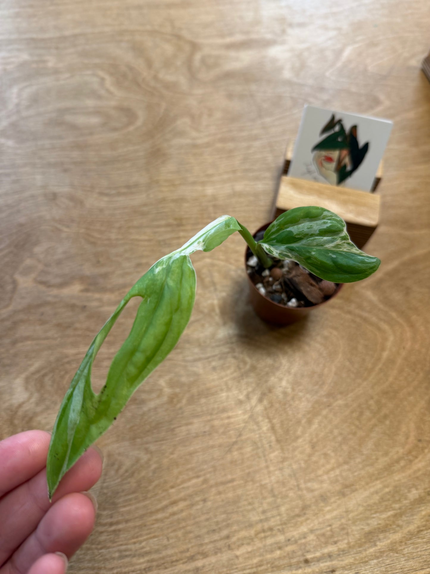 Monstera Adansonii Indonesian Marble Variegated