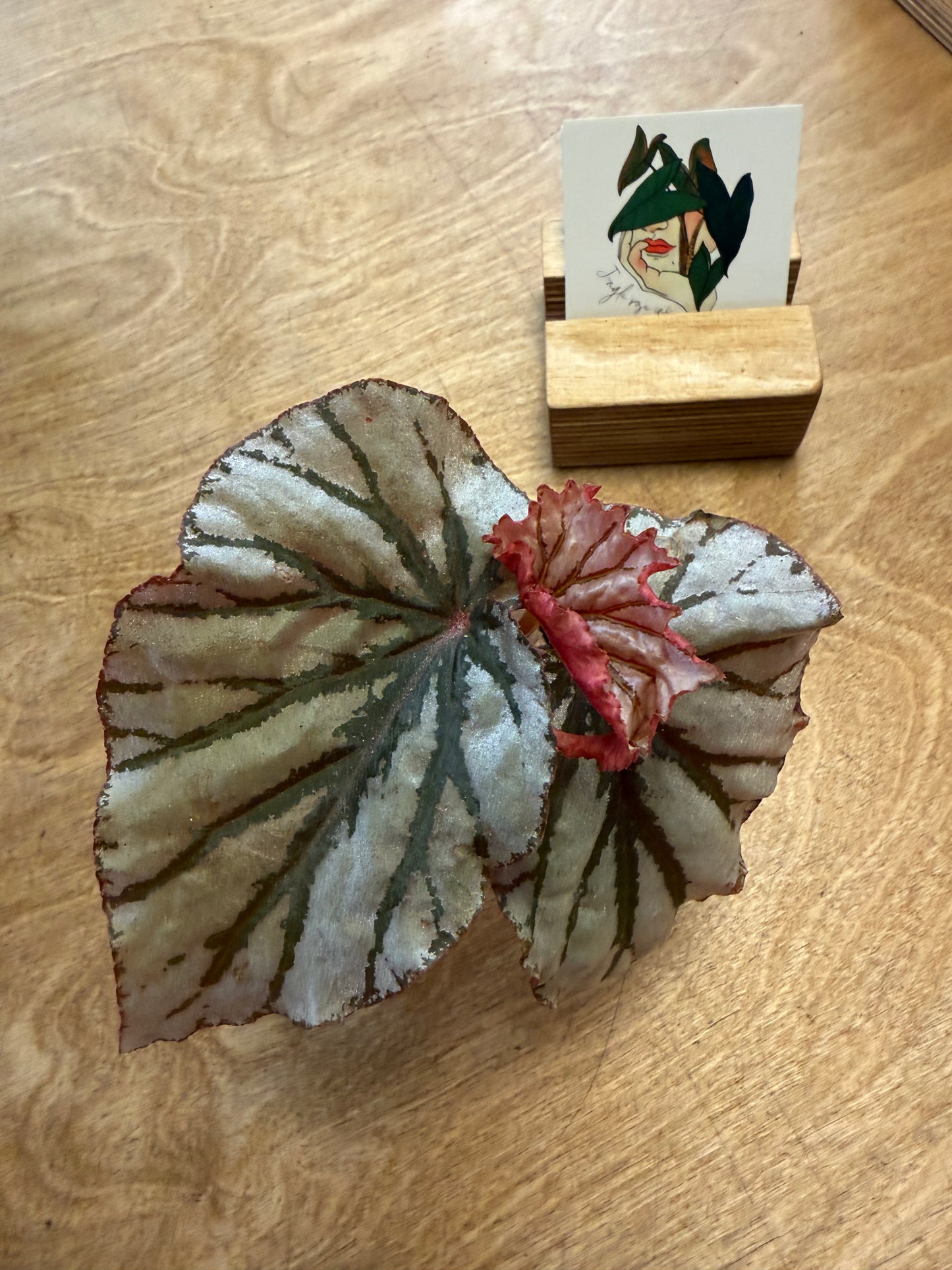 Bégonia Looking Glass