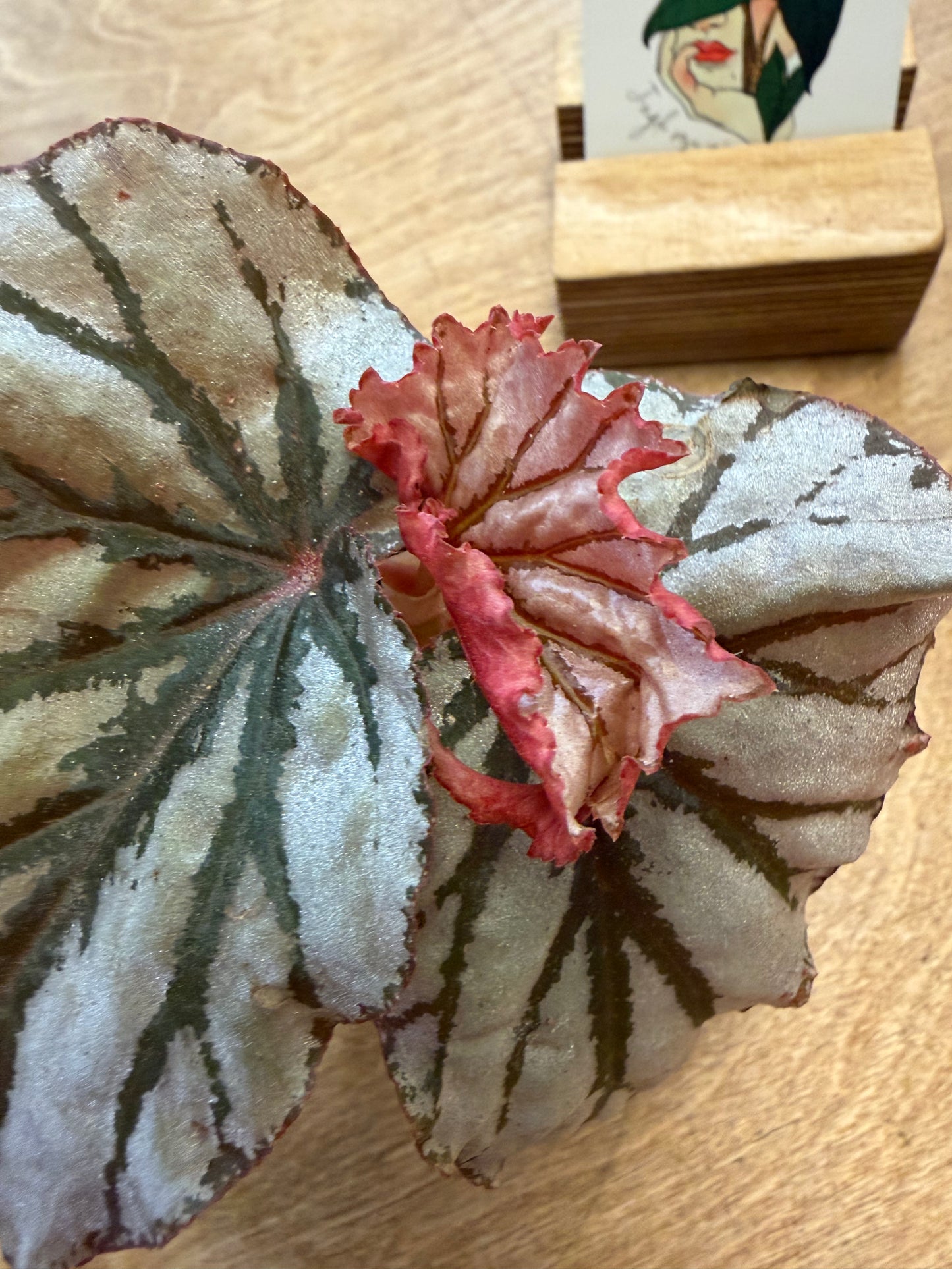 Bégonia Looking Glass