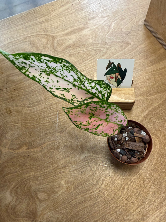 Aglaonema Etta Rose