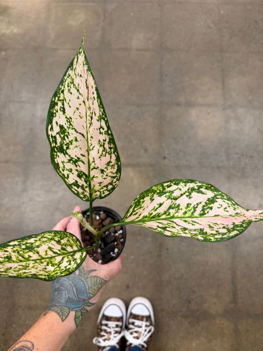 Aglaonema Etta Rose