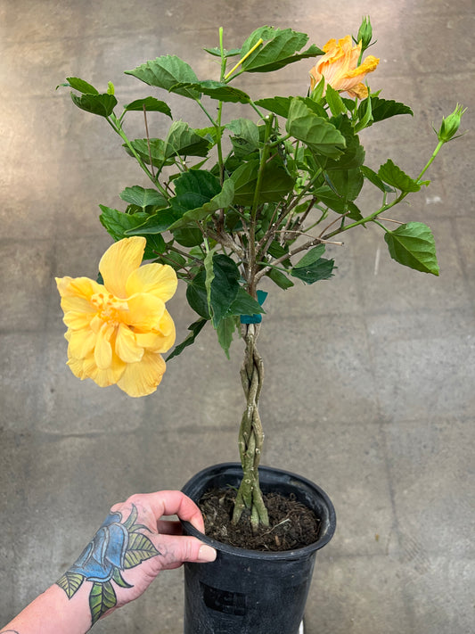 Hibiscus Tressé