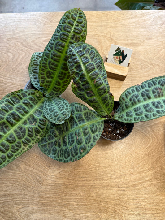 Labisia Kura Kura