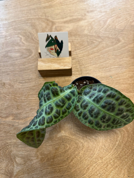 Labisia Kura Kura