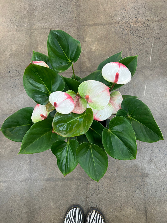 Anthurium Elegance