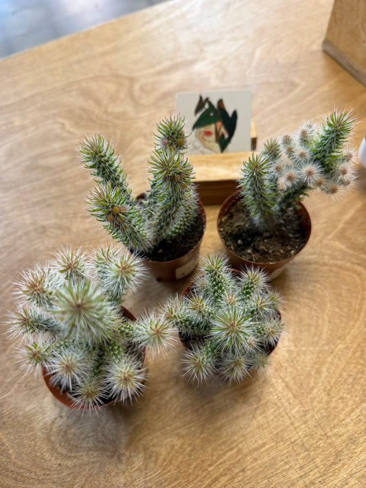Opuntia Spinosior