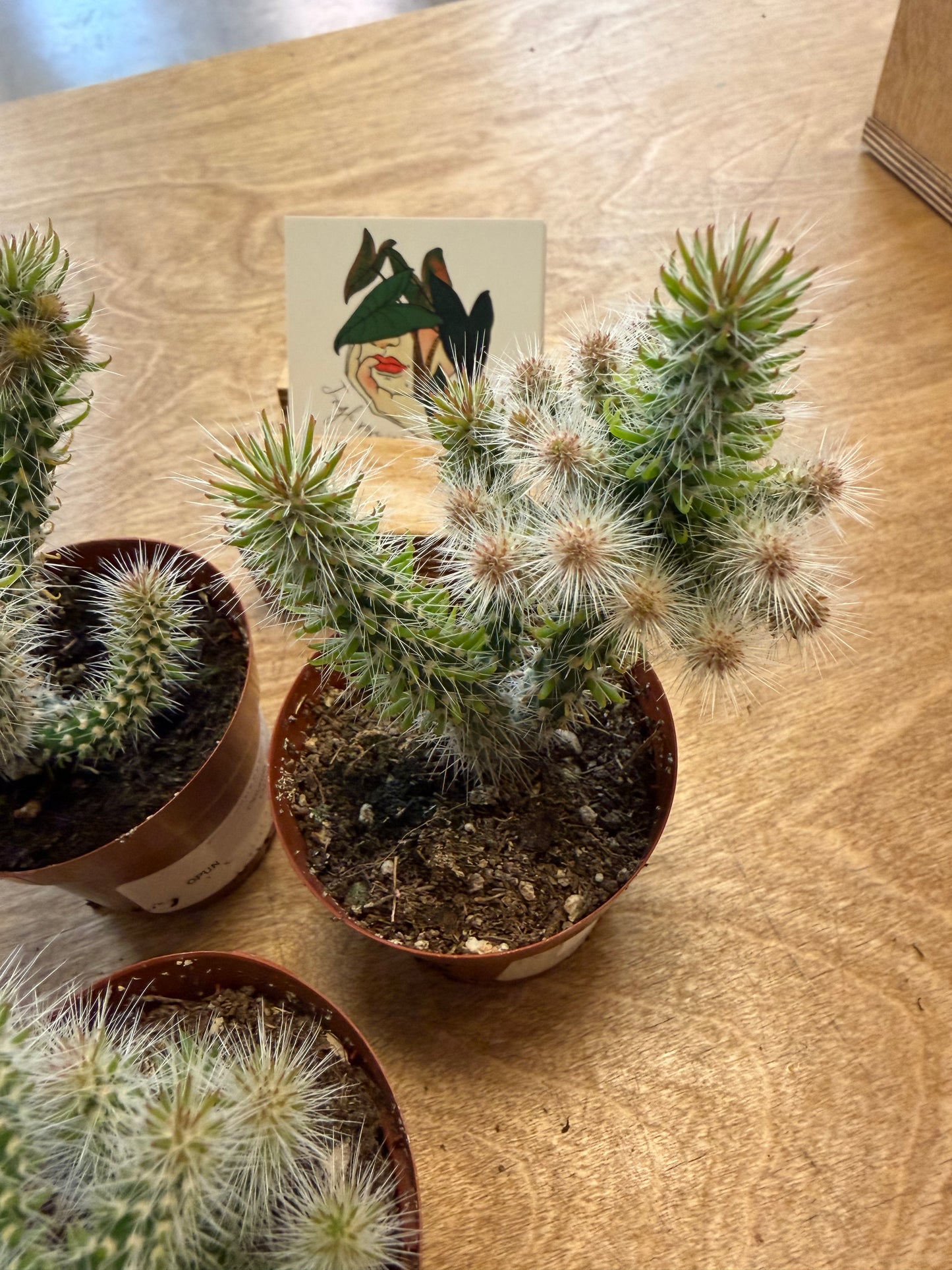 Opuntia Spinosior