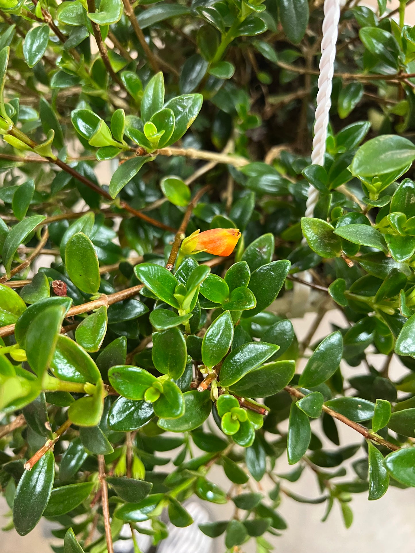 Hypocerta