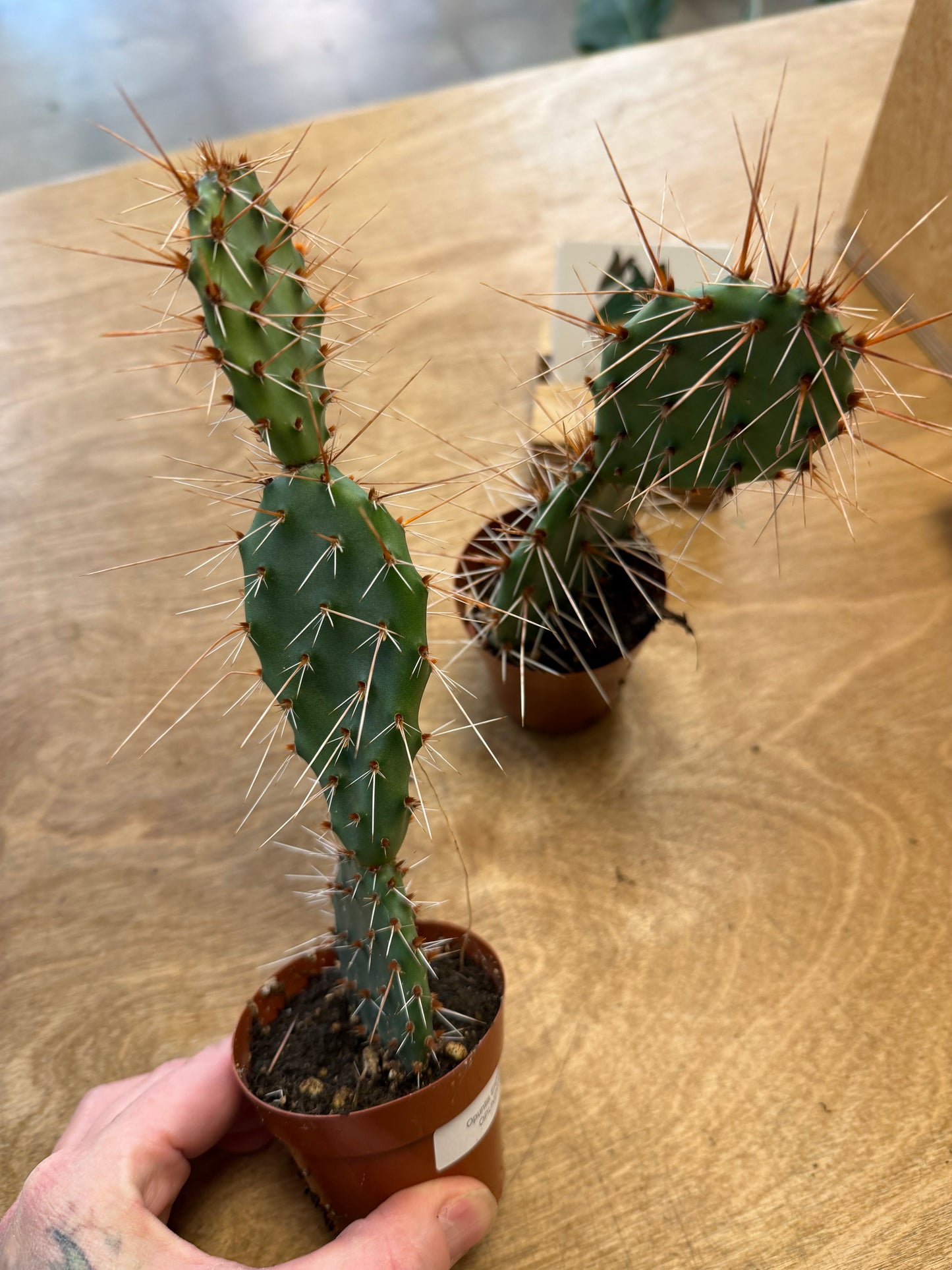 Opuntia Engelmanii