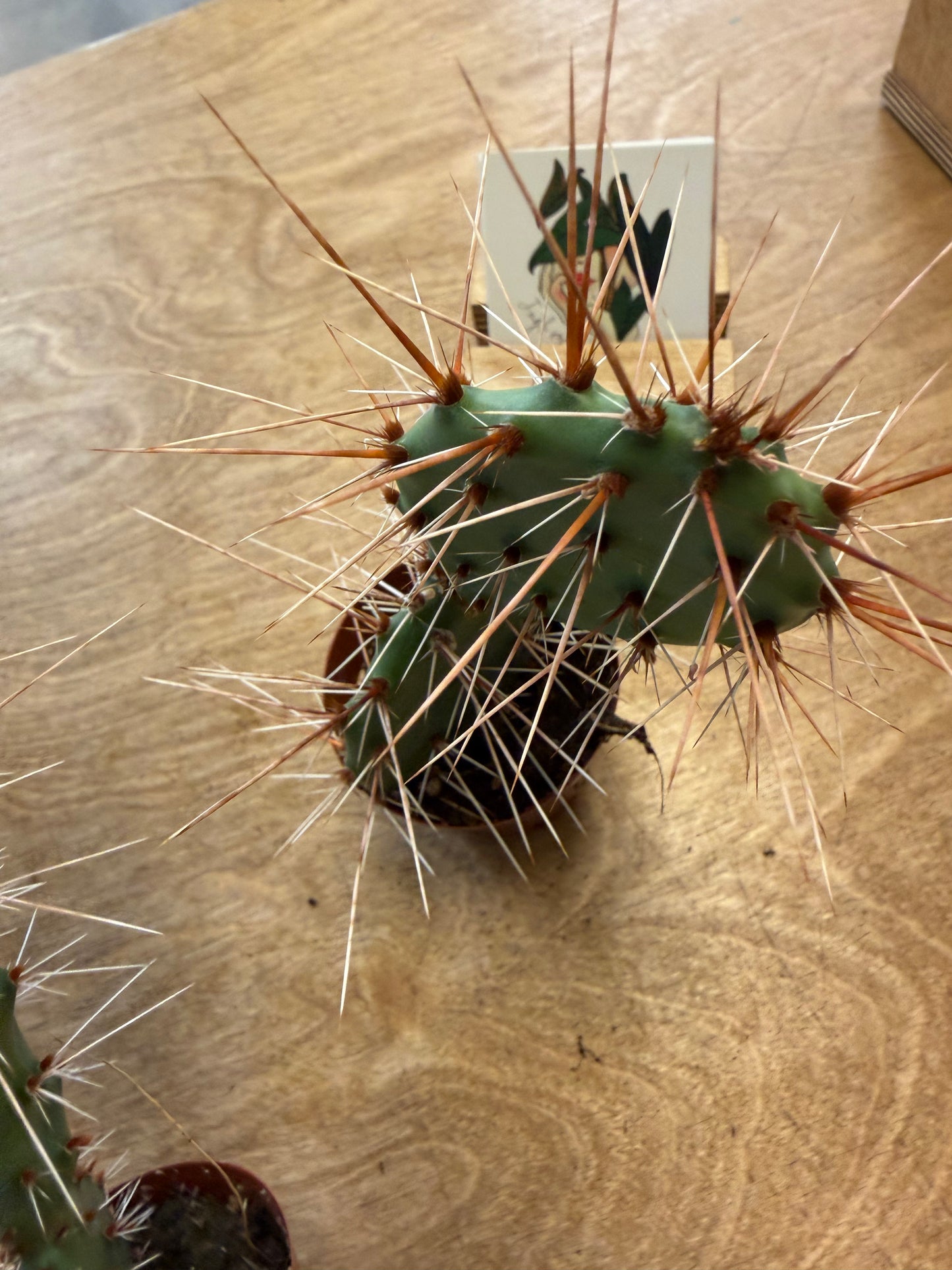 Opuntia Engelmanii